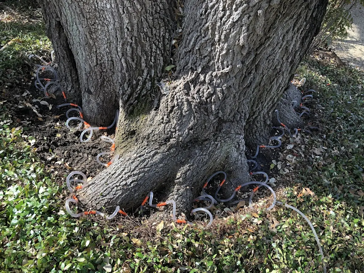 Detailed Tree Cabling and Bracing job site in Egg Harbor Township