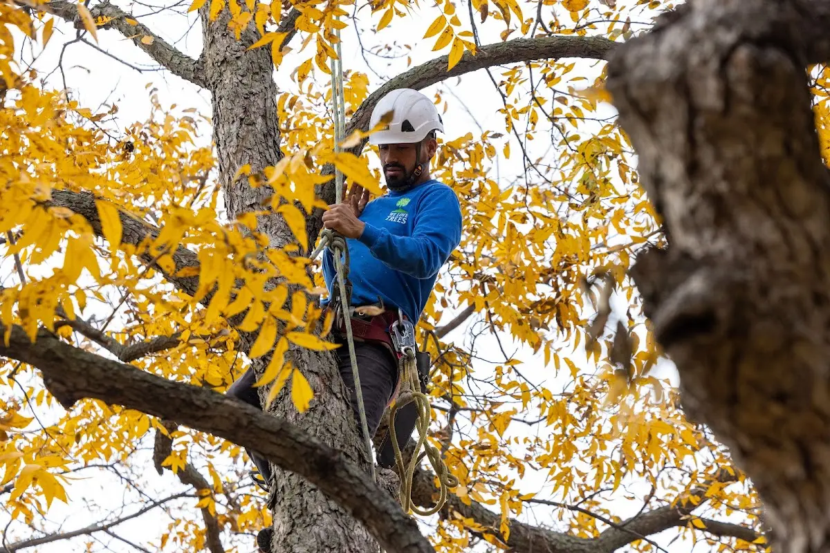 Skilled Tree Planting crew working in Egg Harbor Township